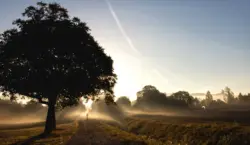 Spaziergänger/in mit Hund läuft in den nebligen Sonnenaufgang
