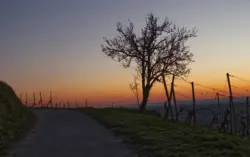 Weg durch die Weinberge im Abendlicht