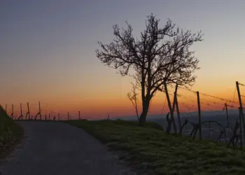 Weg durch die Weinberge im Abendlicht