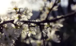 Weiße Blüten im Gegenlicht der Sonne