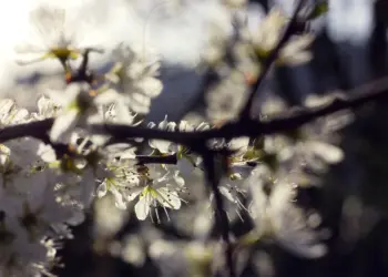 Weiße Blüten im Gegenlicht der Sonne