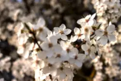 Weiße Blüten im Sonnenlicht