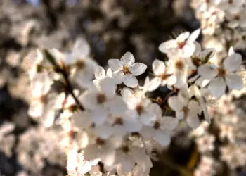 Weiße Blüten im Sonnenlicht