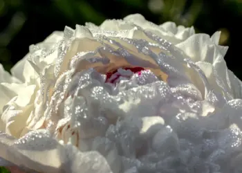 Weiße Pfingstrose mit Tautropfen