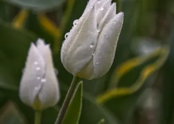 Weiße Tulpe im Regen