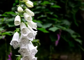 Weißer Fingerhut im Grünen