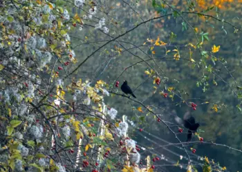 Zwei Amseln im Gebüsch
