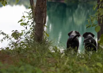 Zwei Welpen vor dem Wasser