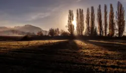 Zypressen im Lichtspiel des Sonnenaufgangs