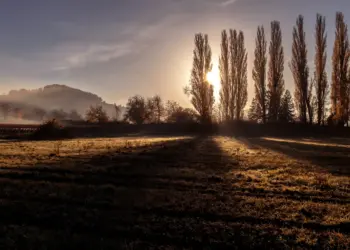 Zypressen im Lichtspiel des Sonnenaufgangs