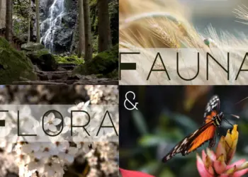 Vorschaubild Flora und Fauna