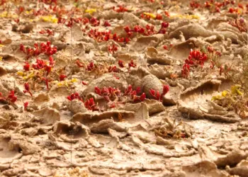 Vertrockneter Boden auf Teneriffa im Hochsommer