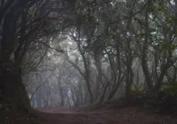 Weg durch den nebligen Mercedeswald auf Teneriffa